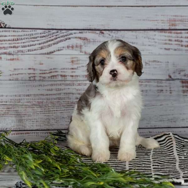 Eva, Cavapoo Puppy